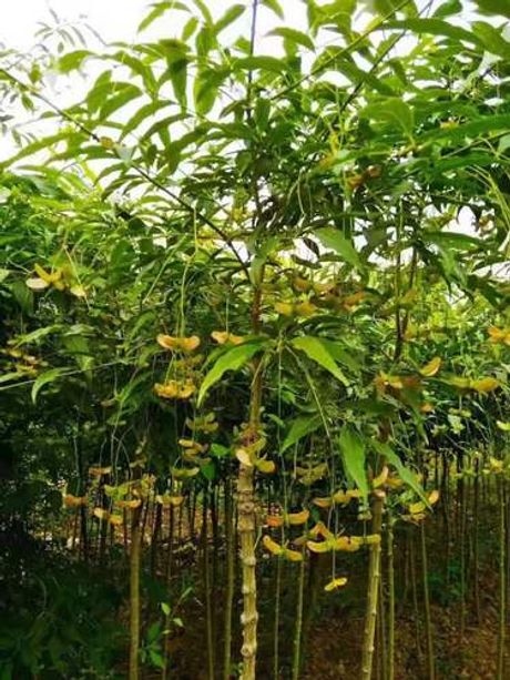 摇钱树苗怎么种才能摇更多次