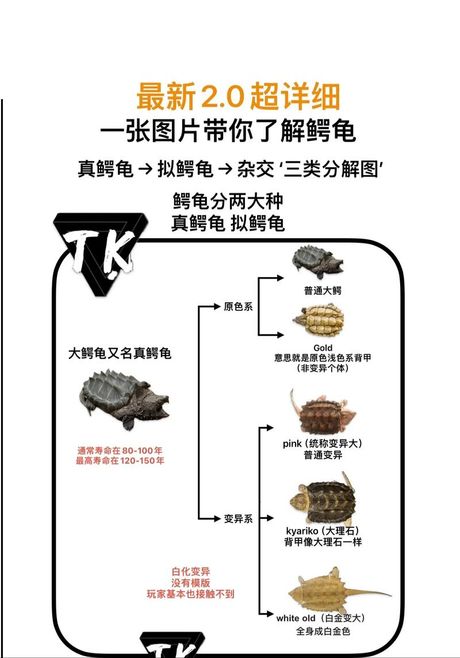 小鳄龟的饲养指南