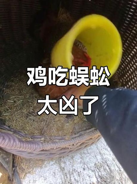 鸡吃了蜈蚣为什么变凶