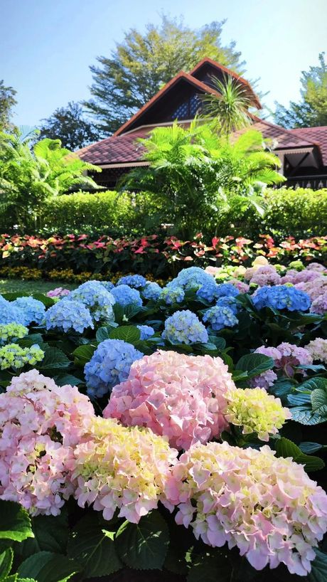 花团锦簇的意思，花团锦簇