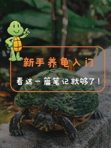 如何饲养忍者龟