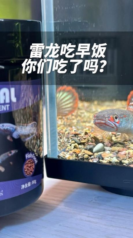雷龙吃什么