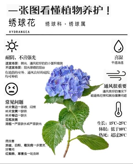 绣球花的养护指南