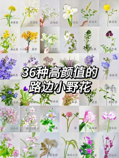 路边的野花不要采：含义解析与文化意蕴