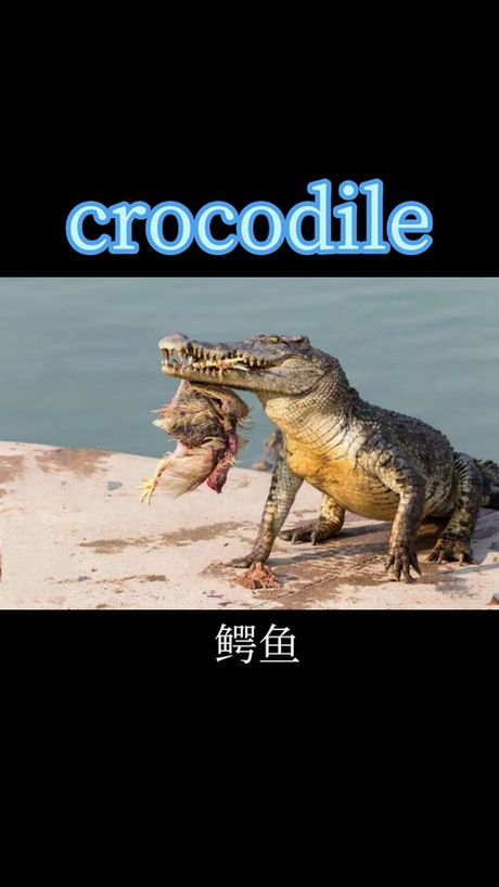 鳄鱼的英语怎么读，鳄鱼的英文发音