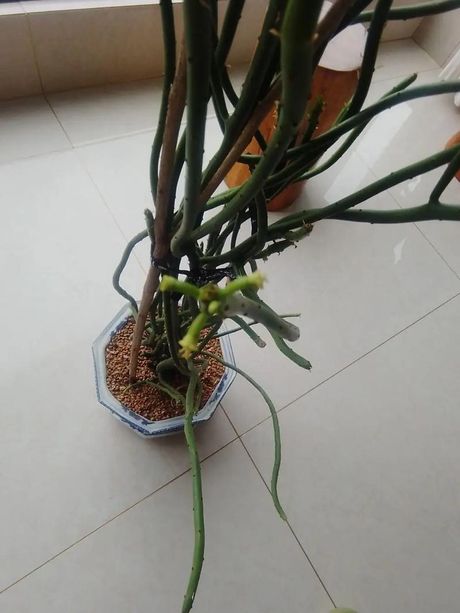 珊瑚树怎么养，如何在家中养珊瑚树？