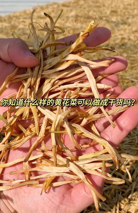 黄花菜怎么处理，黄花菜的正确处理方法