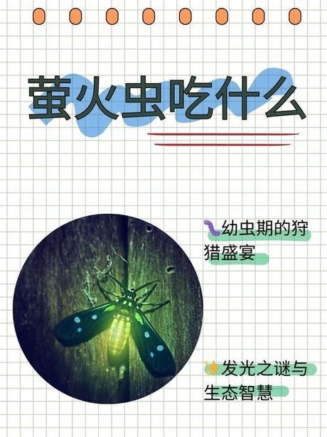 探索萤火虫的神秘世界：它们在哪里出没？