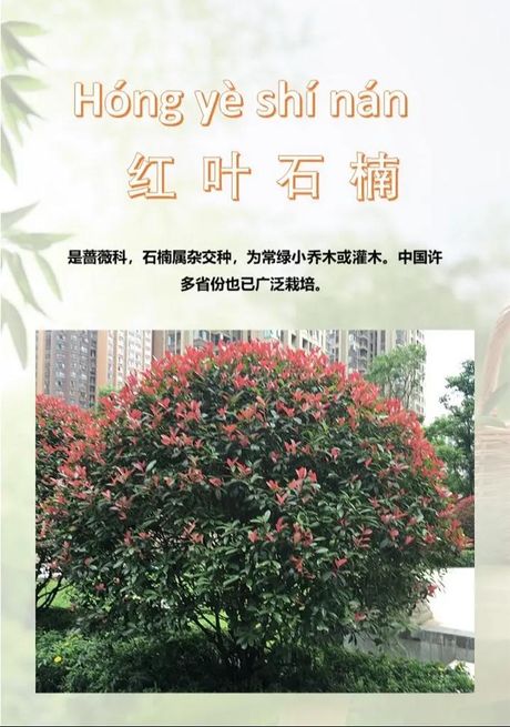 学校为什么要种石楠树？