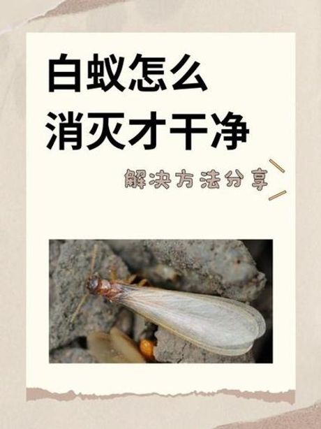 家里白蚁怎么办能除根？