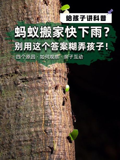 蚂蚁为什么搬家？