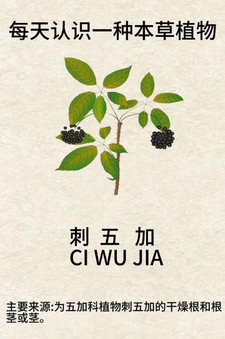 刺五加叶的食用方法
