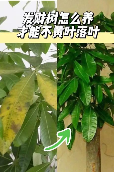 发财树叶子发黄掉落怎么办？
