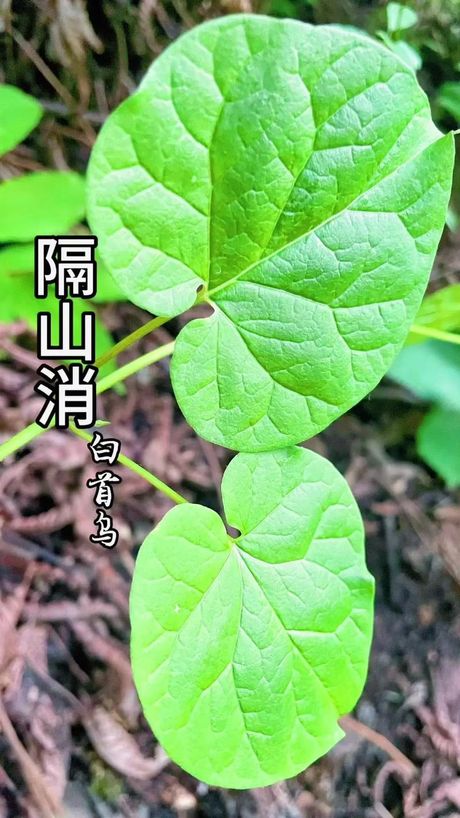 九霄云外：揭秘“霄”字的奥秘