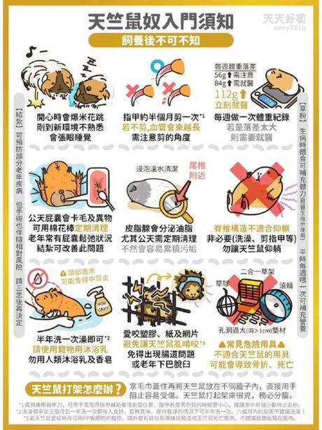 为什么不要搜豚鼠实验