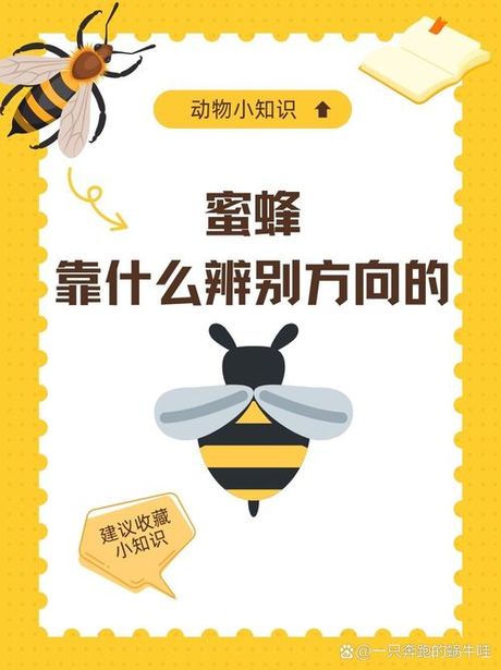 揭秘蜜蜂的英语读音与发音