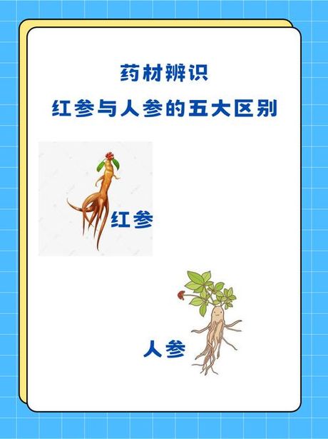 红参价格解析