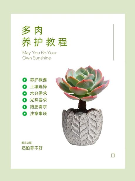 多肉植物怎么养胖