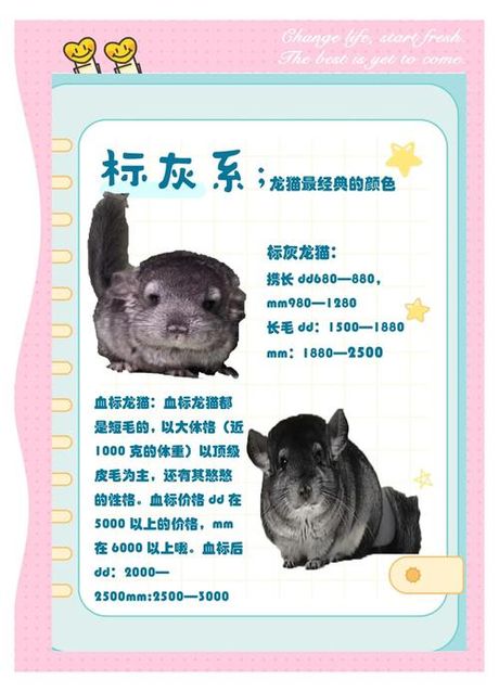 龙猫宠物多少钱一只，龙猫宠物市场价格全解析