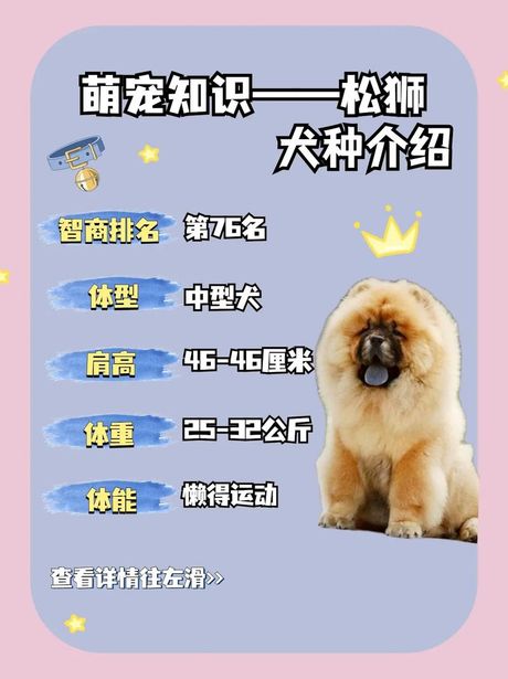 小型松狮犬价格揭秘