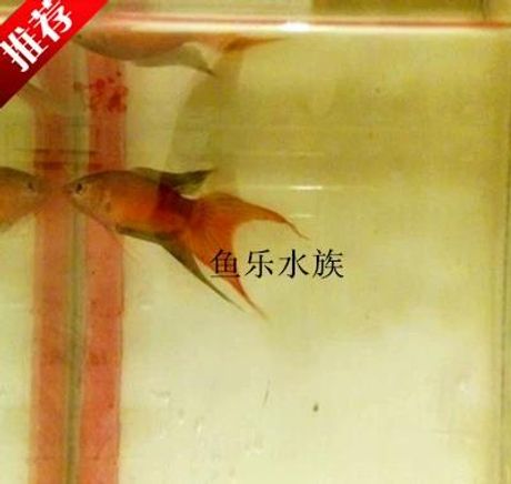 斗鱼401为什么都被骂