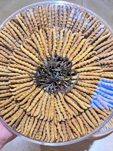 梅邦虫草精：价格与价值解析