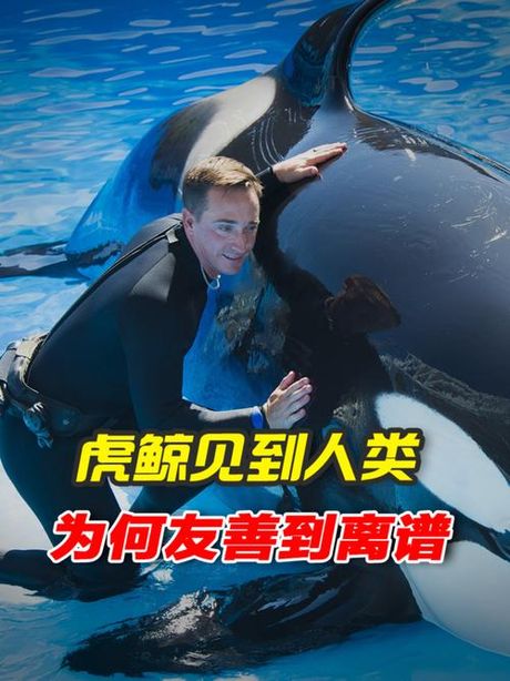 虎鲸为什么喜欢人类？