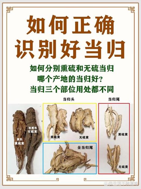 如何选购当归