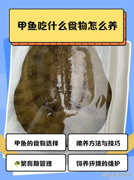 甲鱼吃什么怎么养，甲鱼食性与养殖技术