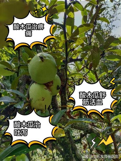 酸木瓜的食用方法