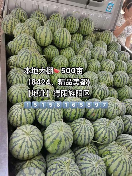 西瓜亩产量知多少
