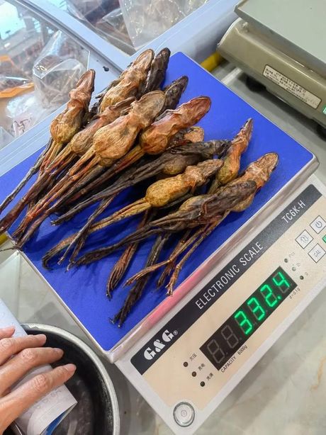 东北林蛙：价格与生态价值
