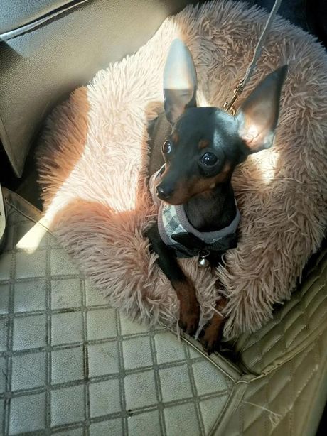 鹿犬纯度鉴定：了解这种迷人犬种的真实面貌
