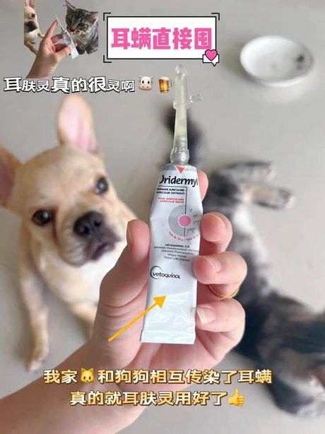 小猫吃了耳肤灵怎么办？