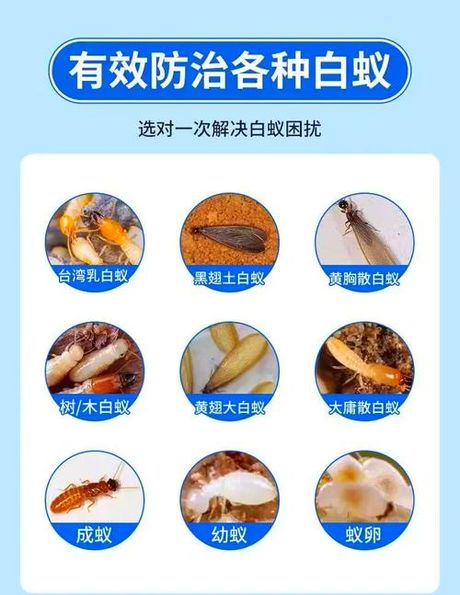 白蚁怎么消灭，消灭白蚁的有效方法