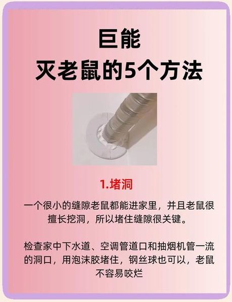 怎么灭老鼠最有效