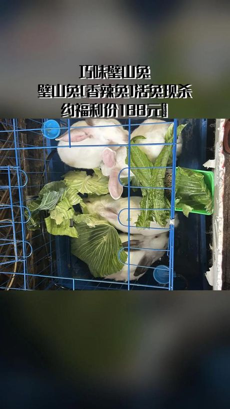 活兔子的市场价格与影响因素