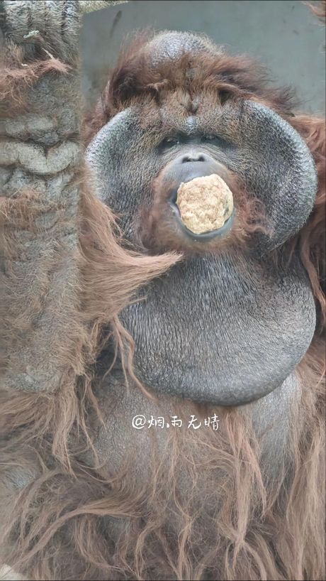 猿怎么叫：揭秘灵长类动物的交流方式
