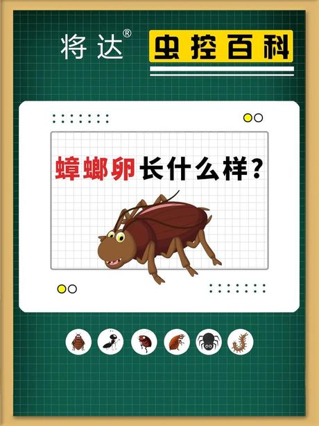 蟑螂卵孵化时间：了解蟑螂繁殖过程的关键