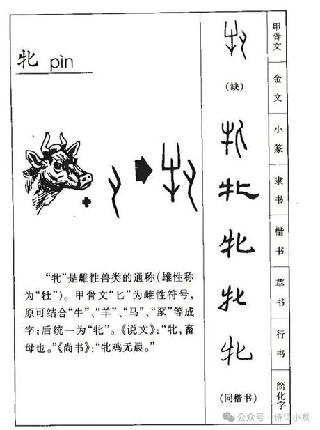 牝怎么读，关于汉字“牝”的科普