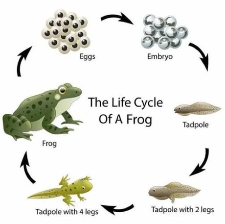 青蛙的静态生活：一天中趴多久为宜？