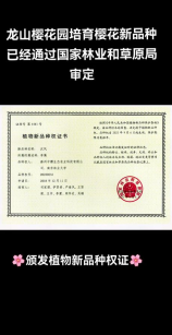 Linlin的多重身份：科学家与网络红人