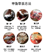 水鱼怎么杀，水鱼的宰杀与处理方法