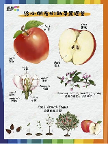 苹果英文怎么读，苹果的英文发音解析