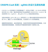 CRISPI：传统与创新相结合的意大利制鞋工艺