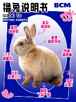 兔子的英语怎么读，兔子的英语发音指南