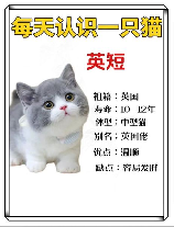 英国短毛猫多少钱一只，英国短毛猫价格