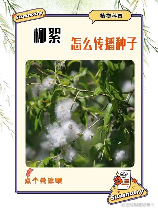 柳树传播种子的方法是什么，柳树传播种子的方法