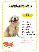 金毛犬多少钱，金毛犬价格指南