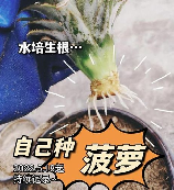 菠萝怎么种植方法，菠萝种植方法